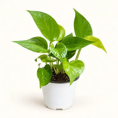 Jade Fortune green money plant for indoor gifting