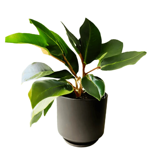 Emerald Majesty indoor green plant
