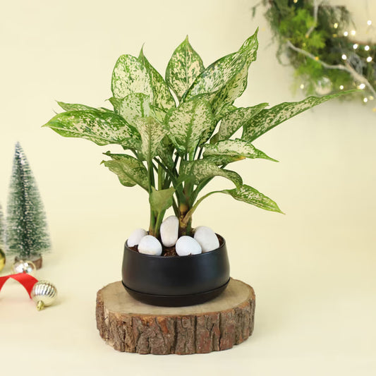 Frosted Grace Aglaonema Snow White indoor plant