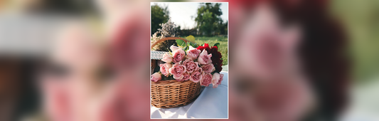 Why are roses the symbol of love? Rose Day special!