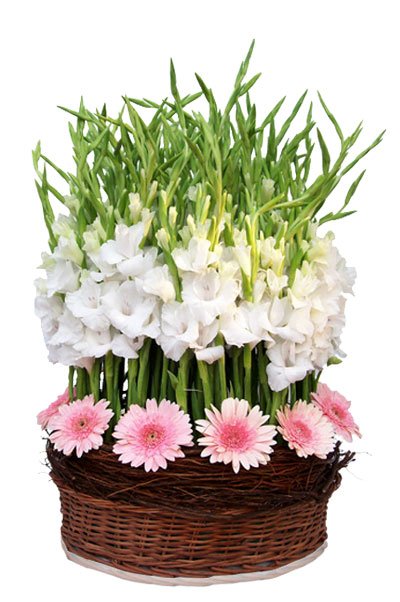 White Gladiolus and Pink Gerbera Premium Flower Basket Arrangement