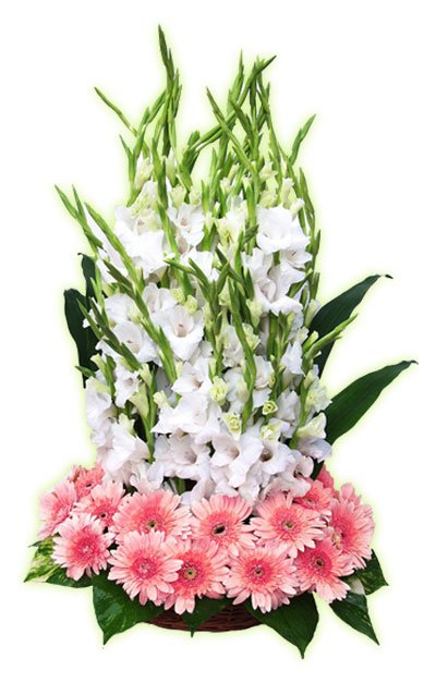 Elegant Frangrance