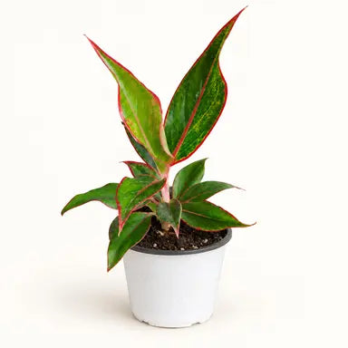 Crimson Leaf