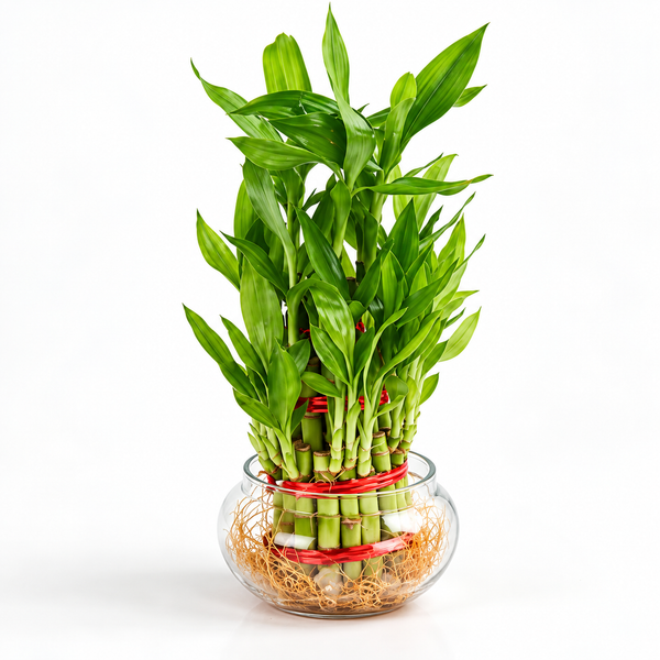 Indoor Plants