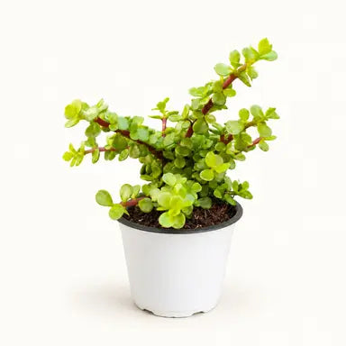 Green Charm