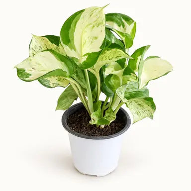 Pearl Vine Marble Queen money plant with variegated foliage
