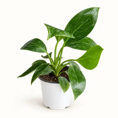 Pinstripe Glow Philodendron Birkin indoor plant