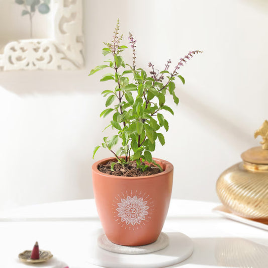 Sacred Aroma holy basil Tulsi aromatic plant
